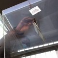 Izbori u Zaječaru i Kosjeriću: Trampa – čokoladica za slobodu