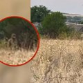 Kadirovci upali u zasedu, pokolj na frontu! Ruski partizani izveli neviđenu misiju, ima mrtvih: Nanet žestok udarac Putinu…