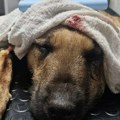 Užas u Priboju: Muškarac motkom krvnički po glavi i telu izudarao mirnog psa, veterinari mu jedva spasili život - sada dobri…