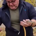 Zmija dugačka metar pronađena u dvorištu škole! Panika u Vranju, zmijolovac otkrio o kojoj je vrsti reč! (video)