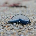 Neobična električno plava morska stvorenja pojavila se na britanskim plažama