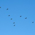 U Litvaniji sumnjivi dron bio zapravo jato ptica