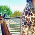 Žirafa bez pegica, zvezda zoo-vrta u Tenesiju