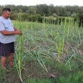 Što ne uništi mraz, sprži suša i potope oluje: Drastične posledice klimatskih promena na poljoprivredu