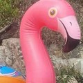 “Rozi golub”? Sigurno se sećate ovog simpatičnog natpisa, a evo gde je sada!