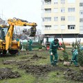 Posađene nove jelke u ulici Zmaj Ognjena Vuka