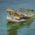 Krokodil zgrabio čoveka i odvukao ga u dubine: Jeziv napad snimljen kamerom, porodica u užasu sve posmatrala