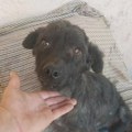 Ne kupuj, udomi Borka 💔 Borko traži dom pun ljubavi! Ne kupuj, udomi