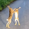 Ne, nije AI! Bokserski meč dva zeca u selu Kunovo nasmejao čitav region: Ljudi gledaju snimak i ne veruju šta vide (video)