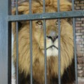 Lav ubio čuvara Zoološkog vrta u Nigeriji: Čovek brinuo o njemu 10 godina, sad je napravio jednu kobnu grešku