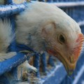 SAD: i Evropa pripremaju vakcine za ptičji grip: Infekcije zabeležene kod velikog broja sisara