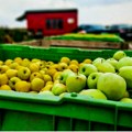 Srbija, Azerbejdžan i Kina na vrhu liste izvoznika jabuka u Rusiju