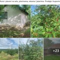 Novka prodaje seosko imanje u srcu srpske Toskane: Cena 13.000 evra, a ima i 7 ari šume