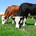 Iznenadila i žeđ na Suvoj planini - Ponovo obezbeđena voda za stoku, kapaciteti ograničeni