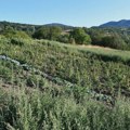 Policija u Poljanici zaplenila 450 kilograma marihuane: Pronađeni plantaža i laboratorija FOTO