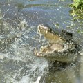 Uznemirujući snimak: Krokodil odvukao čoveka u smrt, rođaci gledali užas! Nestao pod vodom pre nego što su uspeli da ga uhvate…
