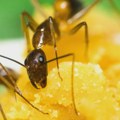 Izgradnja novog okruga u Berlinu odložena zbog zaštite mrava