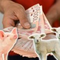 Pad cena teladi i jagnjadi u Srbiji: Zabeležen rast otkupnih cena prasadi i tovljenika, evo gde vam se najviše isplati