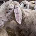 Potvrđene boginje ovaca i koza u Srbiji: Eutanazirano 127 životinja