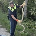 Sunčala se na obali Dunava, pa "uhapšena": Ovo je anakonda pronađena u Bavarskoj