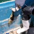 OVO JOŠ NISTE VIDELI Svi se pitaju čime mami ribe pa svake sekunde ulovi jednu (VIDEO)