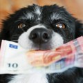 On nudi 10 hiljada evra onome ko mu pronađe psa, može biti bilo gde u Srbiji
