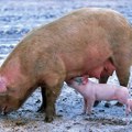 „Kamioni tovljenike voze noću, kad nema policije“: Kovačević tvrdi da će doći do nestašice svinjskog mesa