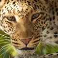 Janga stigla na Palić: Došla je zbog značajnog zadatka, vezan je za persijskog leoparda