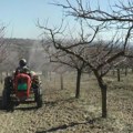 Sve je uništeno, plodovi su bili potpuno crni: Mraz napravio katastrofu u voćnjaku Miroslava iz Prijepolja