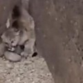 Puma danima nije mogla da izađe iz ambisa: Spasioci stigli u pomoć, a velika mačka iz prve pokazala koliko je pametna…