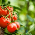 Ne sadite ovih šest biljaka pored paradajza, napraviće štetu, a roda neće biti