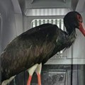 Najlepši dan u životu crne rode sa palića! Ovako je tužna životna priča dobila srećan kraj (foto)
