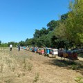 Promena klime i upotreba pesticida dovela do pomora pčela, pčelari sve zabrinutiji