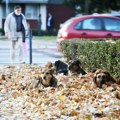 Kreni-promeni traži zabranu Avenije MB: Ne rešavaju problem pasa lutalica, već predstavljaju leglo korupcije