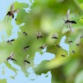 Klimatske promene donose nove pretnje: "Eksplozija" virusa koje prenose komarci u Evropi