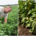 Suša umanjila rod paprika, ali kvalitet odličan Šilja i slonovo uvo tek na jesen stižu na tržište tegle će biti pune paprika…