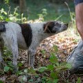 Imate je možda u dvorištu, a ne znate Košta 8000 evra i pravo je bogastvo za mozak i telo