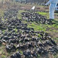 Divlje ptice u kandžama ilegalnih aktivnosti: Trovanje jedan od najvećih problema, kritične tačke u Vojvodini