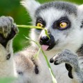 Četiri bebe lemura rođene u Zoo-vrtu Palić: Pred građanima neobičan zadatak, hitno moraju da donesu odluku!