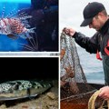Mediteran u problemu, Jadran nije izuzetak: More se dramatično menja, a ovo su glavni krivci