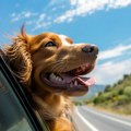 Zašto psi izbacuju glavu kroz prozor automobila? Nije zbog pogleda