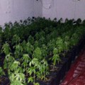 Velika akcija MUP u Beogradu: Policija na Dedinju pronašla laboratoriju za proizvodnju marihuane
