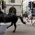 Odbegli konji u Londonu: „Prerano" za priču o povratku životinja u službu, kažu iz vojske