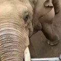 Snimak slonice hit na mrežama: Detetu upala sandalica u kavez, a grdosija momentalno pokazala koliko je inteligentna (video)