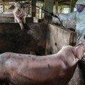 Afrička svinjska kuga u Hrvatskoj: Novi slučajevi registrovani u Dalju, Opština Erdut
