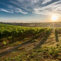 Bolest zlatne žutice u vinogradima 15 županija