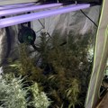 Laboratorija marihuane otkrivena u Žablju