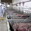 Zbog velikog broja farmi, najugroženiji usled afričke kuge svinja su: Srem, Mačva, deo Kolubarskog okruga i Beograd