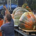 Džinovi iz Banata zapalili Kikindu: Mađaru zlato za grdosiju od pola tone, a Čuružaninu za tikvu dugačku skoro 3 metra!