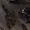 (Video) "Banda" divljih svinja u "patroli" Nestvarna scena snimljena usred Soluna